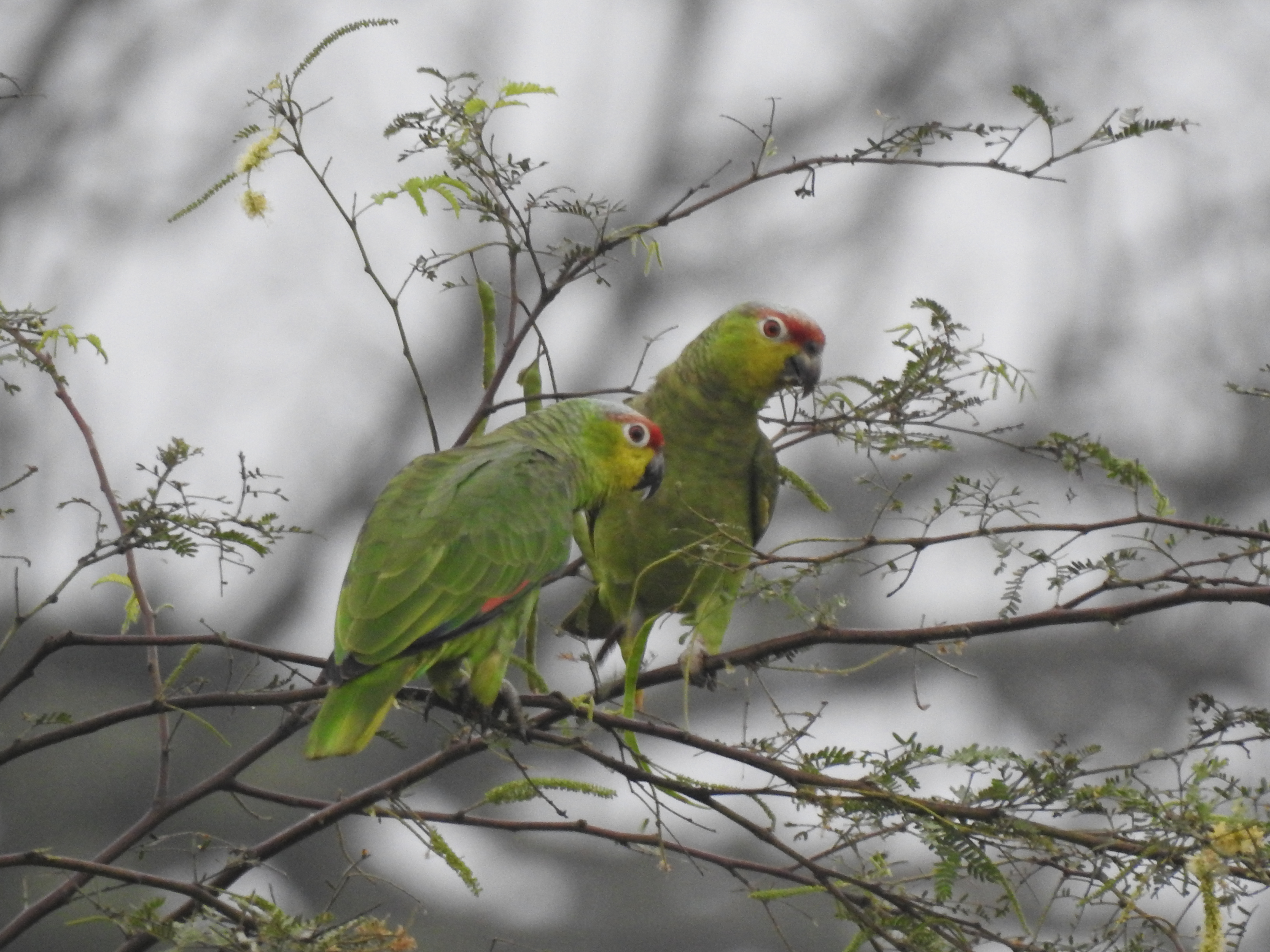 Nest boxes for the Lilacine Amazon